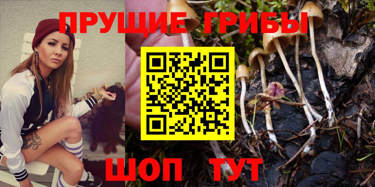 Галлюциногенные грибы MAGIC MUSHROOMS  Псилоцибиновые грибы Magic Shrooms  где найти   Чернушка  Вход с VPN 